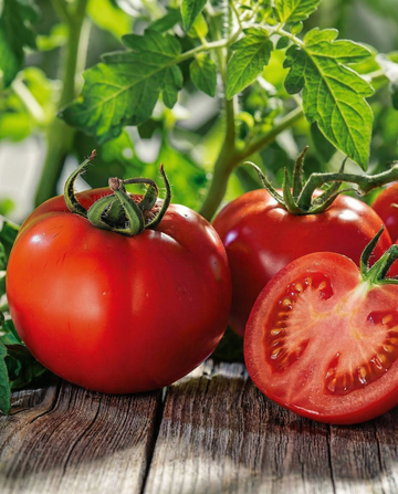 Pomodoro Marglobe (Solanum lycopersicum) – semi di verdura da SeedsChoice