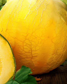 Yellow Winter Melon Seeds Cucumis Melo Annual Variety Giallo Inverno