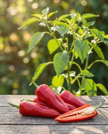 Peperone dolce italiano precoce (Capsicum annuum) – semi di ortaggi di SeedsChoice