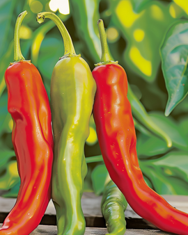 Semi di peperone Dolce Di Bergamo Capsicum annuum annuale