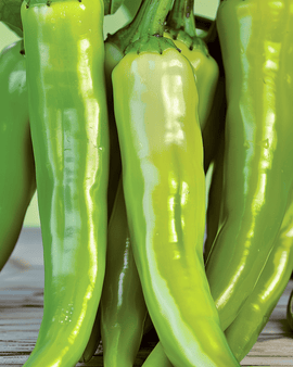 Semi di peperone Lombardo Capsicum annuum varietà da orto