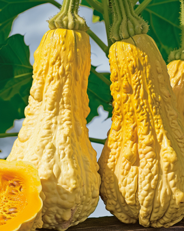 Semi di zucca Rugosa Friulana Cucurbita moschata varietà precoce