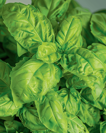 Semi di Basilico A Foglie Di Lattuga (Ocimum basilicum) – erba annuale