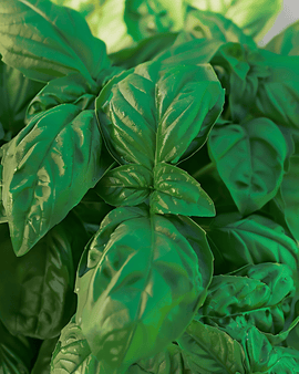 Semi di Basilico Bolloso Napoletano Ocimum Basilicum Erba Annuale