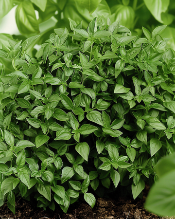 Semi di basilico verde nano fine (Ocimum basilicum) – annuale