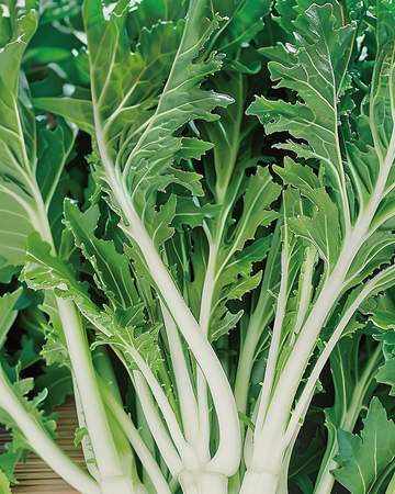 Semi di Mizuna Leafy (Brassica rapa) – ortaggio
