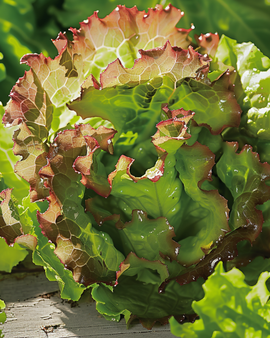 Lettuce Seeds Ubriacona Lactuca Sativa Annual Variety