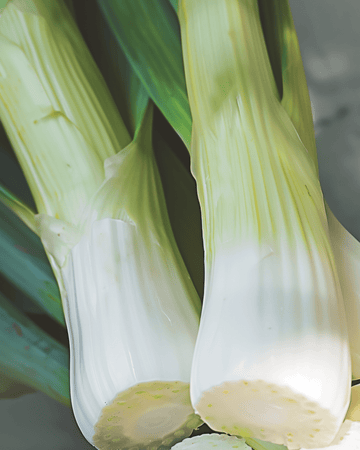 Semi di porro Winter Tornado (Allium porrum) – ortaggio