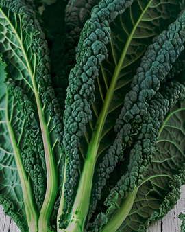 Kale Nero Di Toscana Seeds Brassica Oleracea Annual Variety