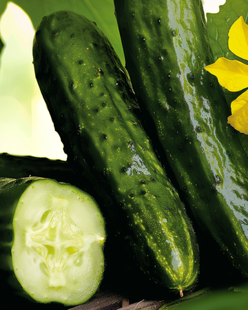 Semi di cetriolino Beth Alpha (Cucumis sativus) – ortaggio annuale