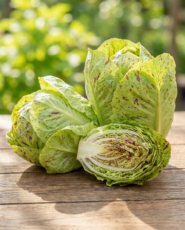 Cicoria da foglia Variegata Di Lusia (Cichorium intybus) – semi di ortaggi annuali da SeedsChoice