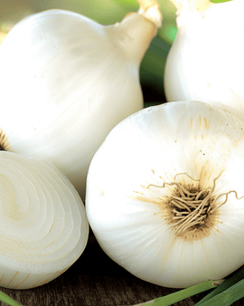 Onion Tonda Musona Seeds Allium Cepa Mid Early Variety