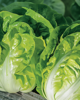 Semi di lattuga romana Blonde Lactuca Sativa varietà resistente al caldo