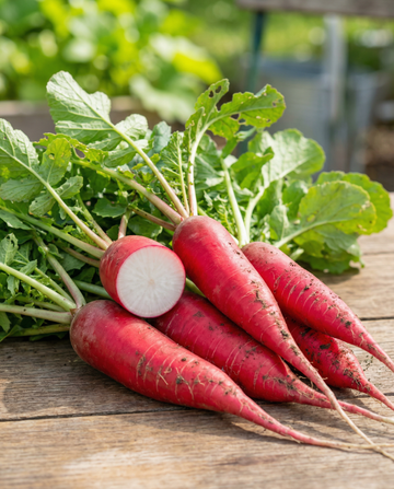 Ravanello Candela Di Fuoco (Raphanus sativus) – semi da orto da SeedsChoice