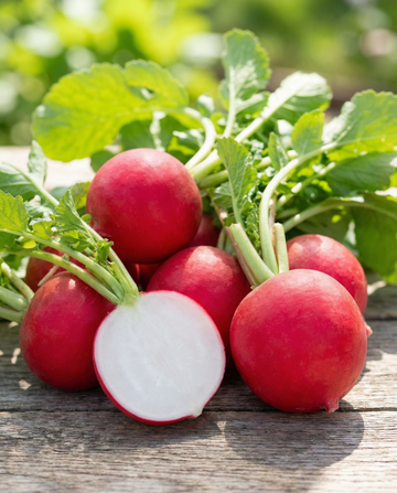 Radish Burro Gigante Early Red Round Root (Raphanus sativus) – vegetable seeds from SeedsChoice