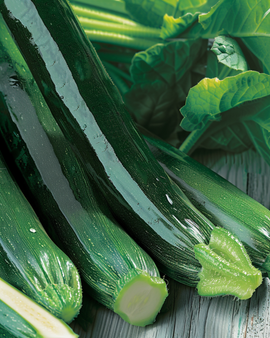 Courgette Seeds Mix Cucurbita Pepo Early Variety