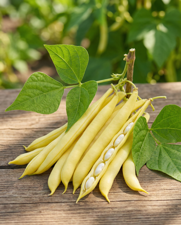 Fagiolino nano Berggold precoce (Phaseolus vulgaris) – semi di ortaggi da SeedsChoice