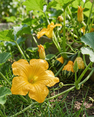 Zucca ornamentale Autumn Decor (Cucurbita pepo) – semi per miscuglio annuale da SeedsChoice