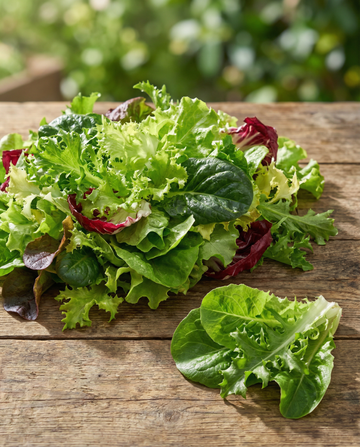Miscuglio Quattro Stagioni Salad Mix Italian Leaf Blend – semi da orto di SeedsChoice