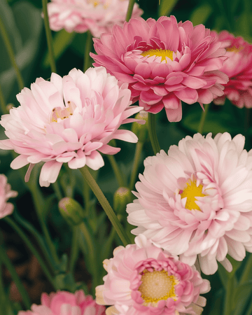 Semi Double Mixed (Helipterum roseum) – fiore annuale