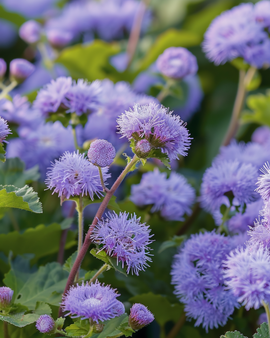 Floss Flower Seeds Ageratum Houstonianum Blue Mink Annual