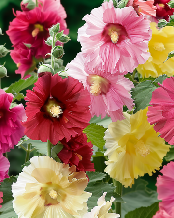 Semi di malvarosa Summer Carnival (Alcea rosea) – annuale