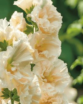 Semi di malva rosa Majorette Champagne Alcea rosea annuale