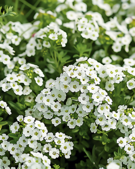 Alyssum Seeds Lobularia Maritima Annual Snowcloth
