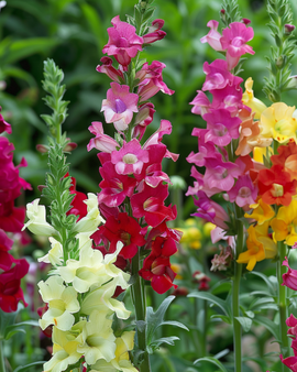 Semi di bocca di leone Antirrhinum majus tetraploide miscuglio annuale