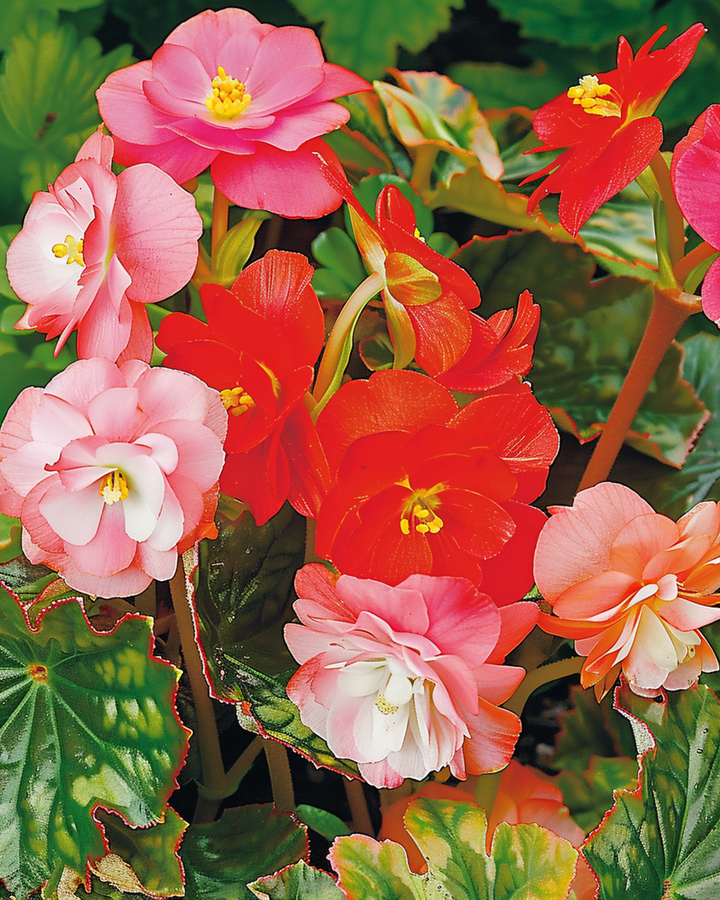 Mixed seeds (Begonia semperflorens) – annual mix
