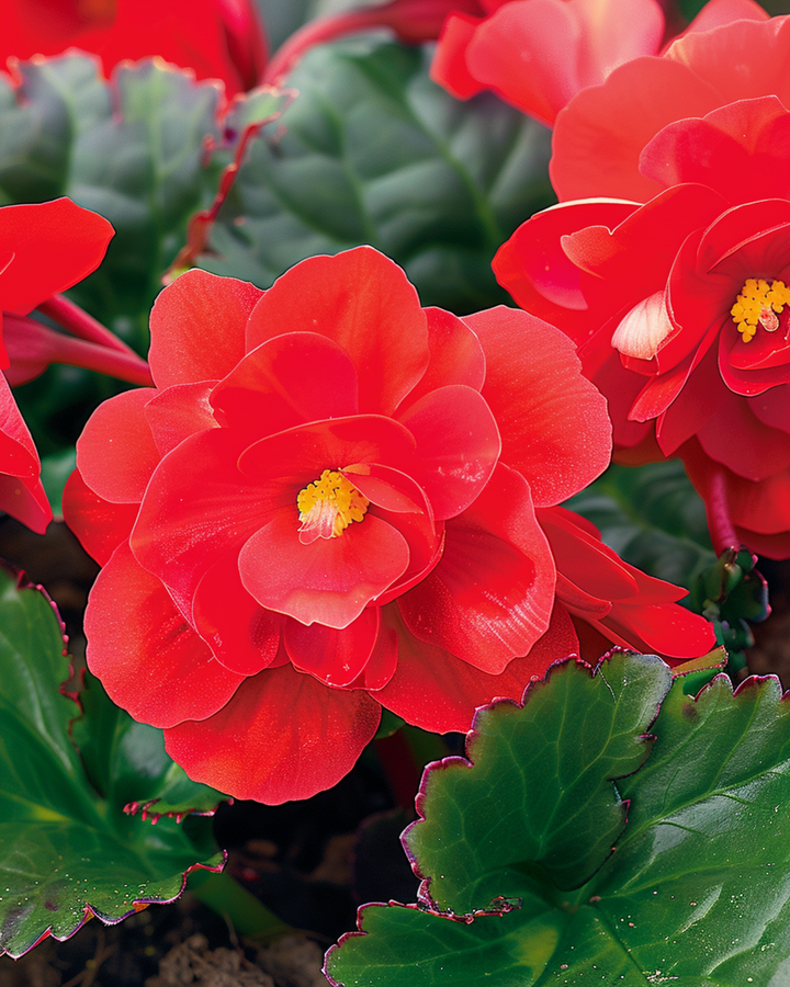 Red Comet seeds (Begonia semperflorens) – annual