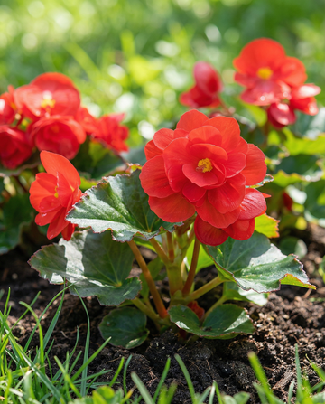 Red Comet (Begonia semperflorens) – semi annuali da SeedsChoice