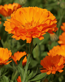 Semi di calendula Ball's Orange Calendula officinalis annuale