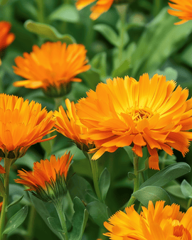 Semi di calendula Radio Orange Calendula officinalis annuale