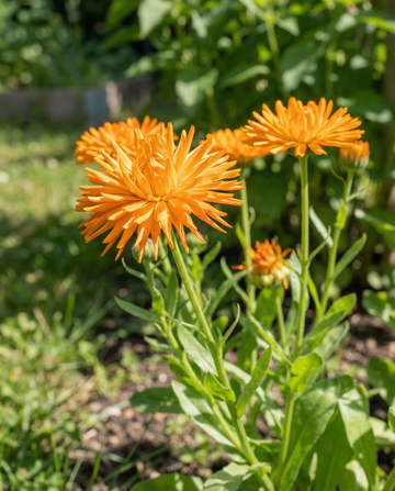 Calendula Radio Orange (Calendula officinalis) – semi di fiore annuale da SeedsChoice