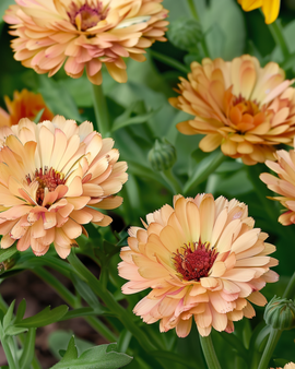 Marigold Seeds Touch Of Red Buff Calendula Officinalis Annual
