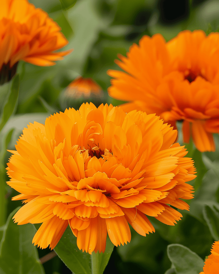 Pot Marigold Orange King seeds (Calendula officinalis) – annual flower
