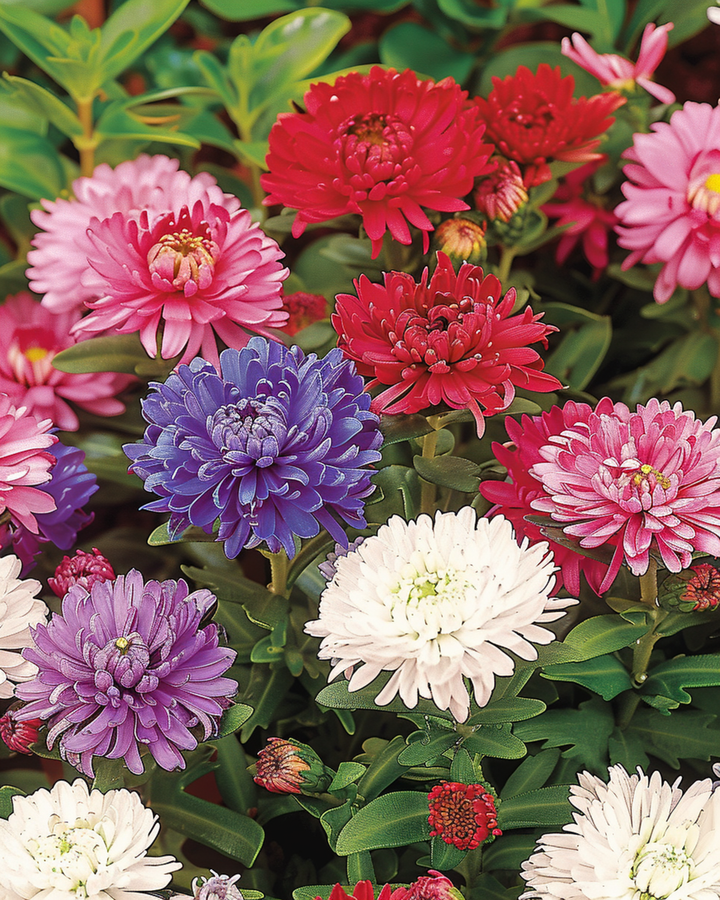 Semi di aster nano Waldersee (Callistephus chinensis) – annuale