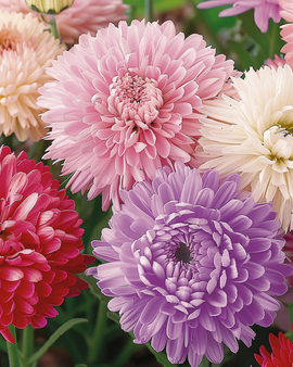 Semi di aster Queen Of The Market Callistephus chinensis annuale misto