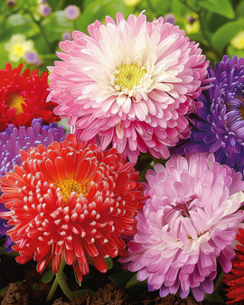 Semi di aster Princesse Mixed Callistephus chinensis annuale