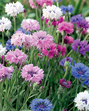 Semi di fiordaliso Mixed (Centaurea cyanus) – fiore annuale
