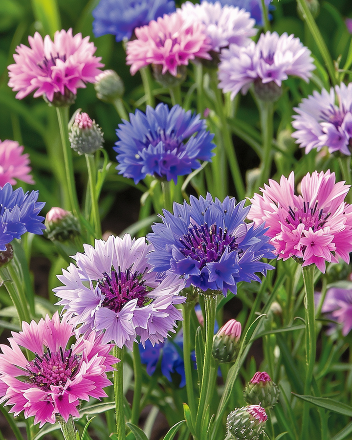 Semi di fiordaliso Polka Dot Mix (Centaurea cyanus) – fiore annuale