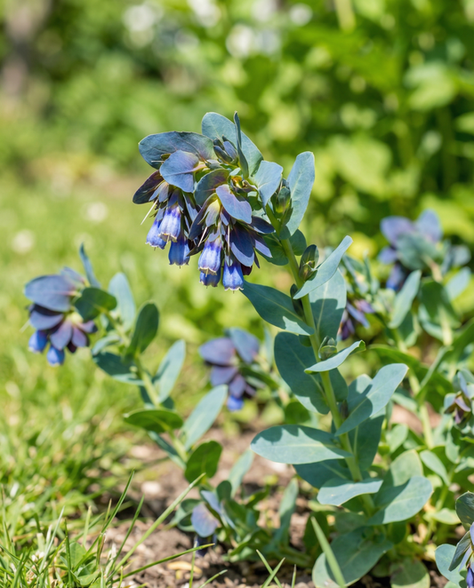 Cerinthe Pride Of Gibraltar (Cerinthe major) – semi di fiore annuale di SeedsChoice