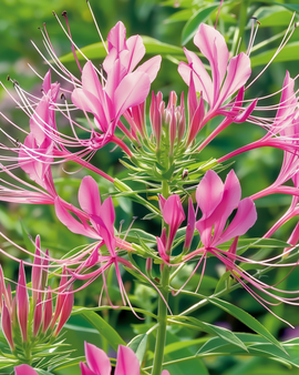Semi Spider Plant Rose Queen Cleome Hassleriana Fiore Annuale