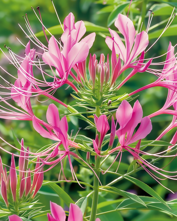 Semi Spider Plant Rose Queen (Cleome hassleriana) – fiore annuale