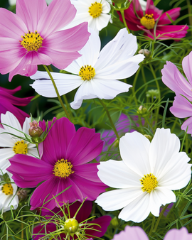 Semi di Cosmos Cosmos Bipinnatus Sensation Mix annuale