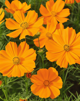 Semi di Cosmos Sunset Cosmos Sulphureus fiore annuale
