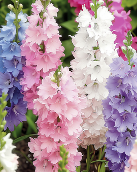 Larkspur Seeds Delphinium Ajacis Hyacinth Flowered Mixed Annual