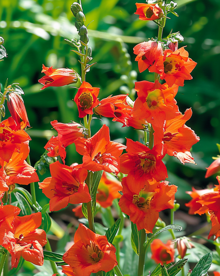 Semi Larkspur Fox Orange Red (Delphinium nudicaule) – annuale