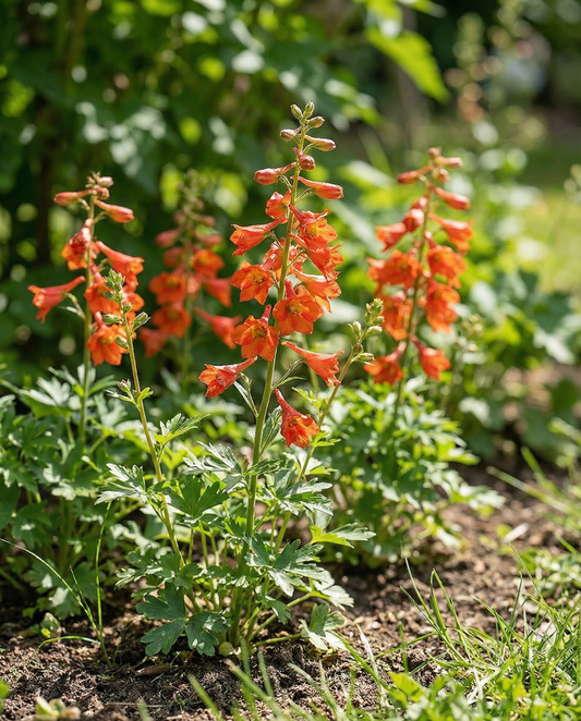 Semi di Larkspur Fox Orange Red (Delphinium nudicaule) – annuale da SeedsChoice